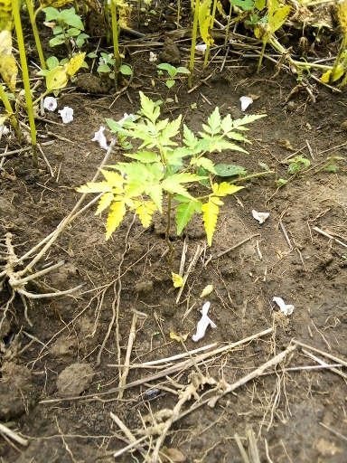 tree