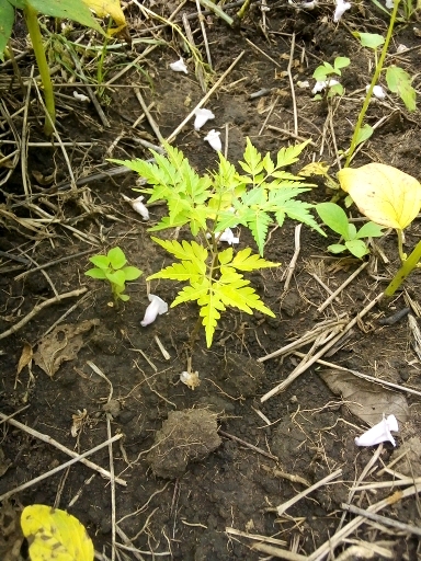 tree