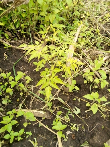 tree