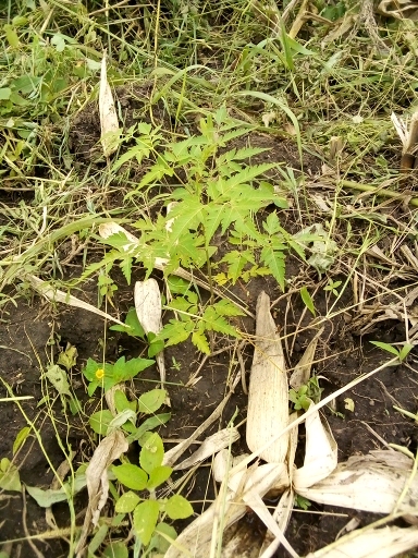 tree