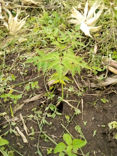 tree