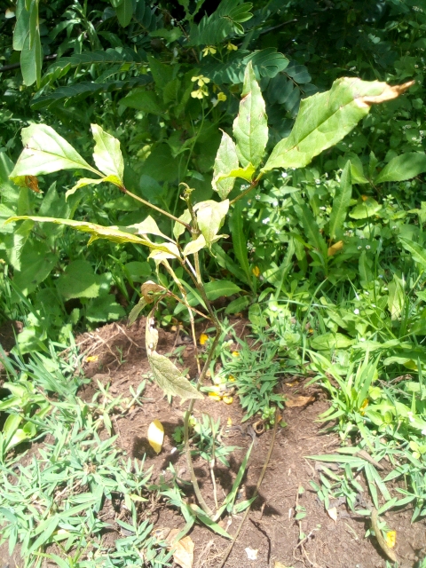 tree