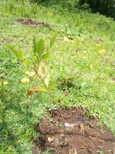 tree