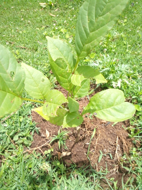 tree