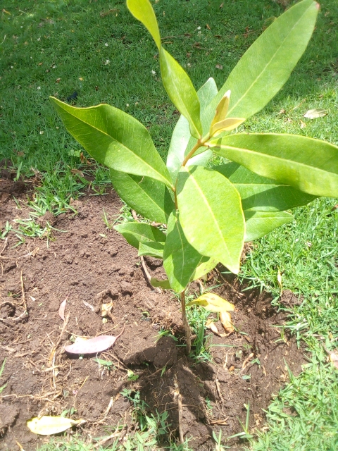tree