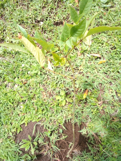tree
