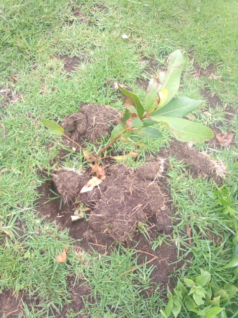 tree