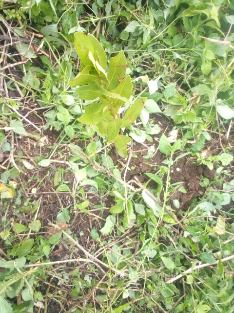 tree