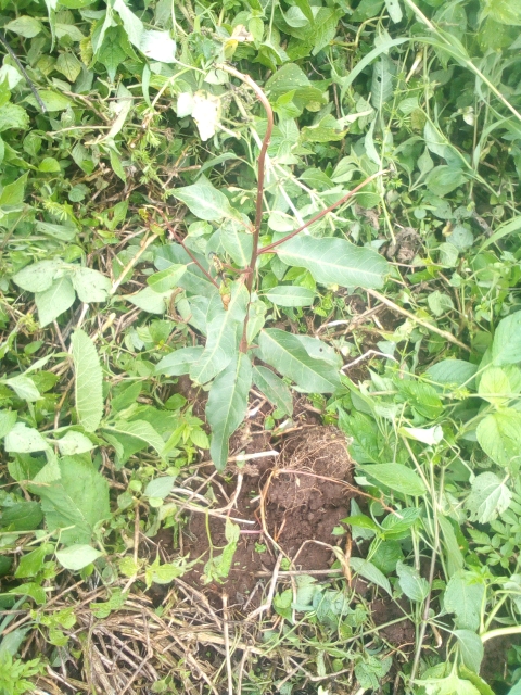tree