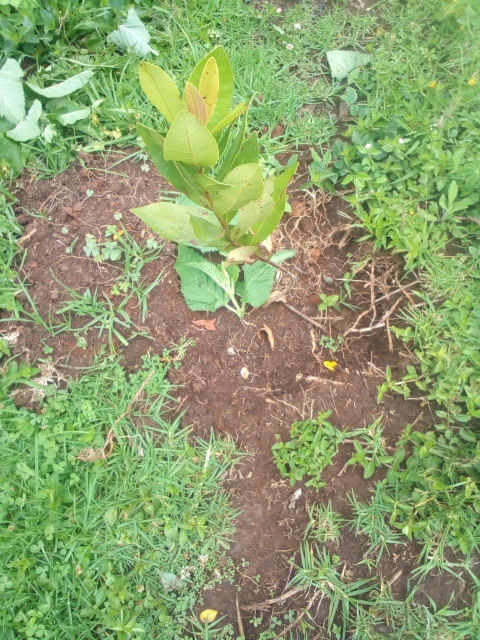 tree