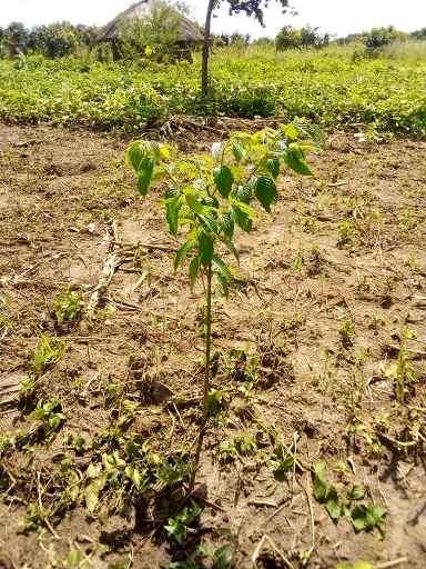 tree