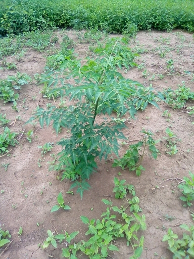 tree