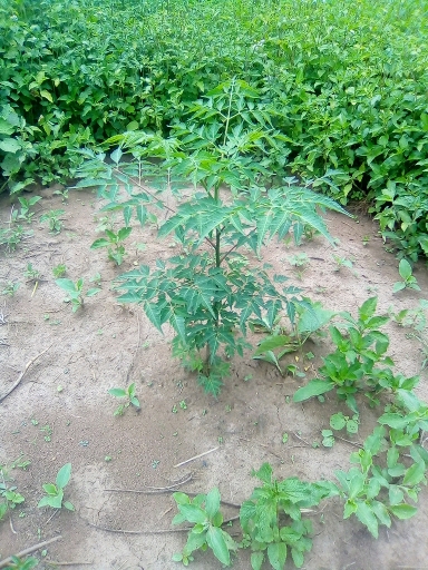 tree