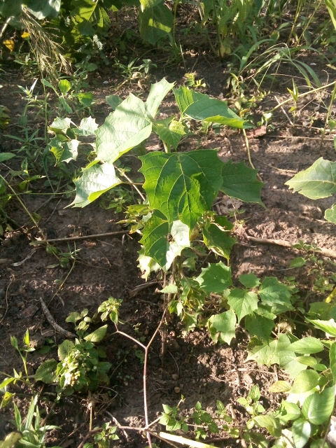 tree
