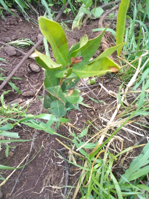 tree