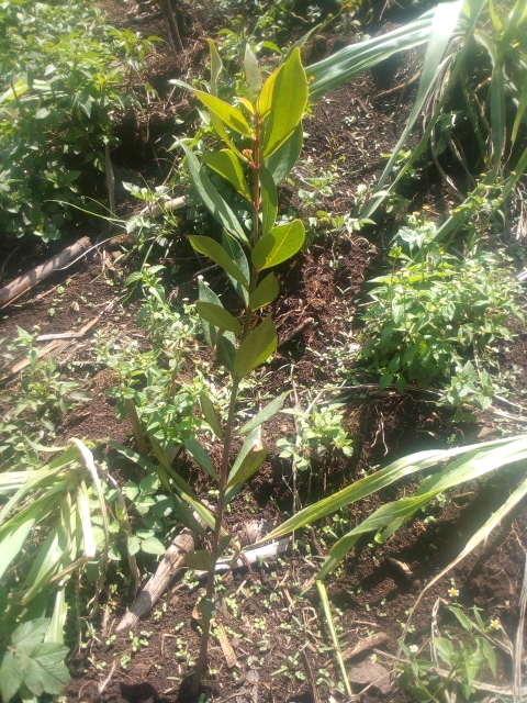 tree