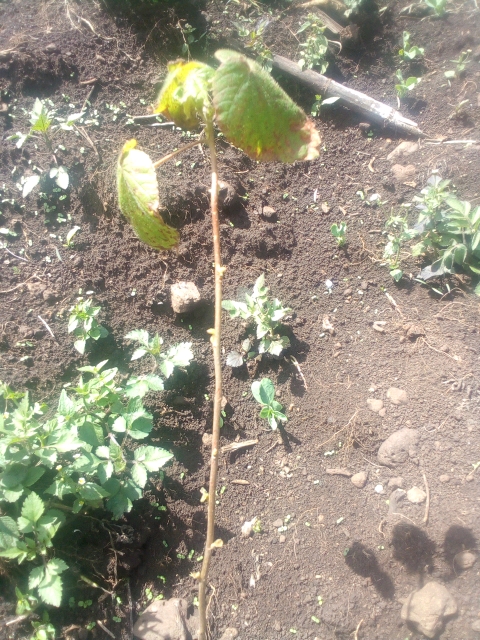tree