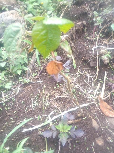 tree