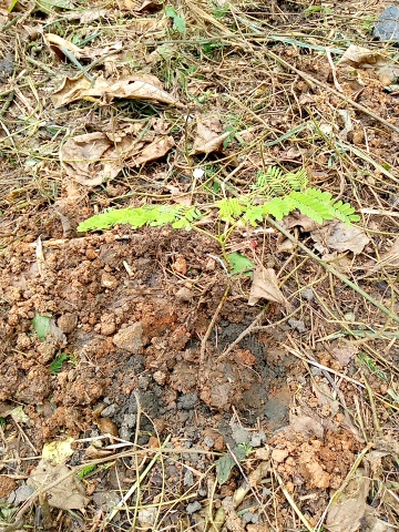 tree