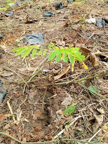 tree