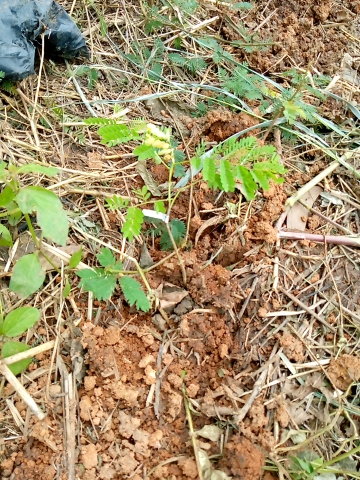 tree