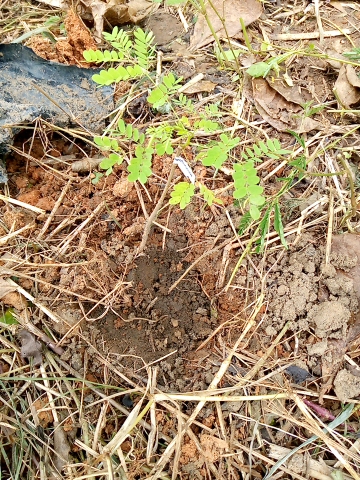 tree
