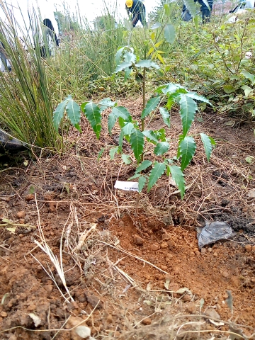 tree