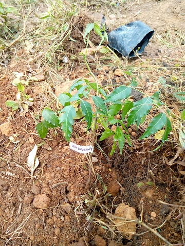 tree