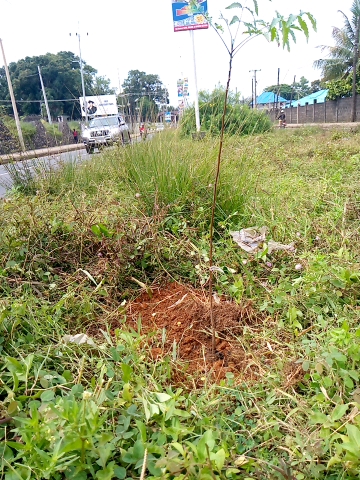 tree