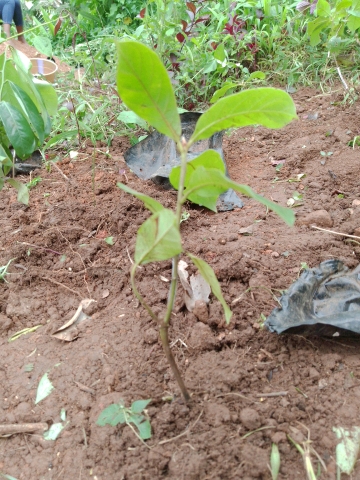 tree