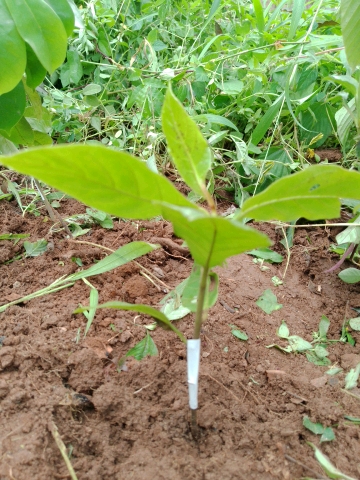 tree