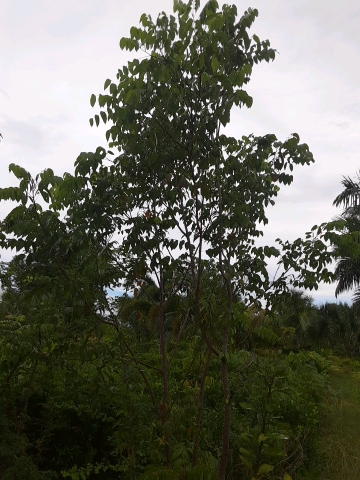 tree