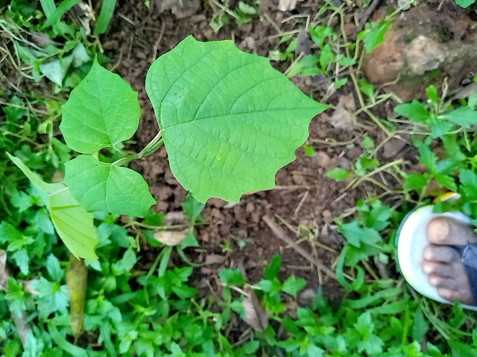tree
