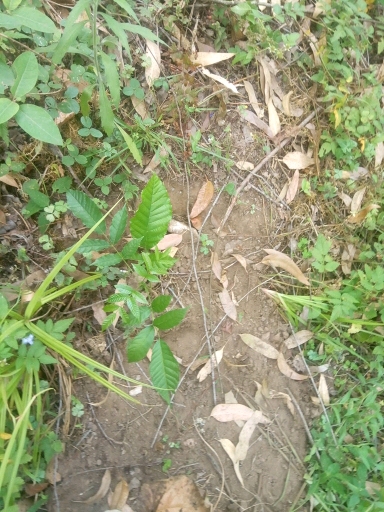 tree