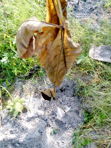 tree