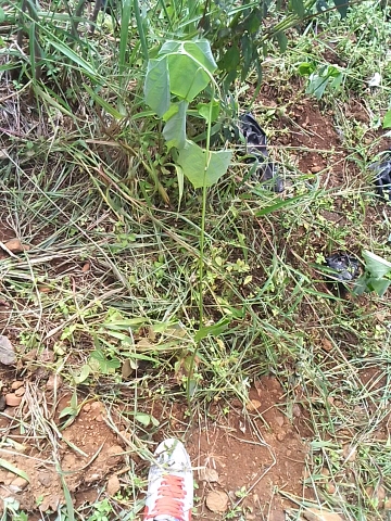 tree