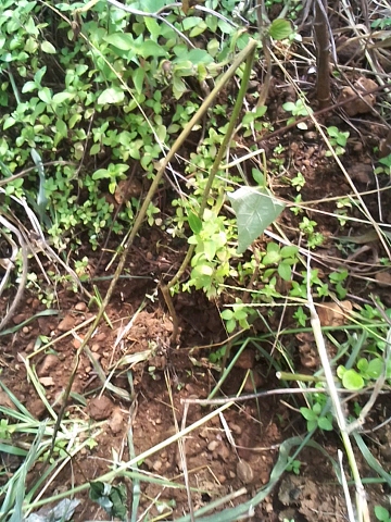 tree