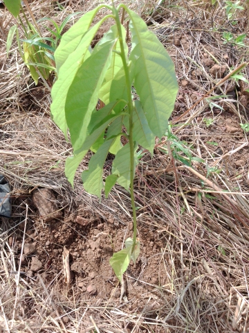 tree