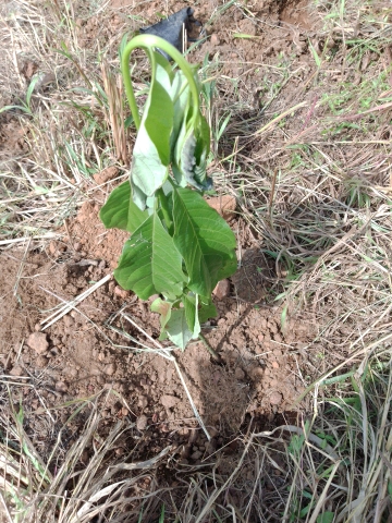 tree