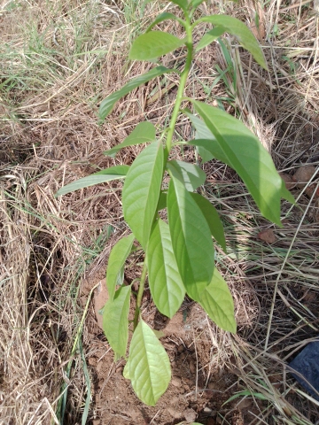 tree
