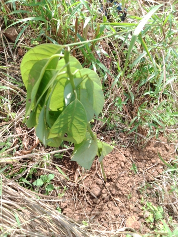 tree