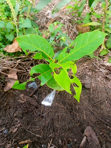 tree