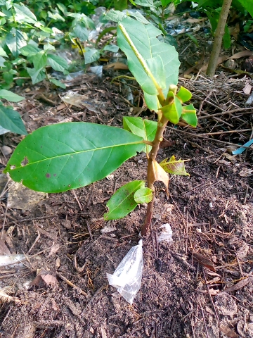 tree