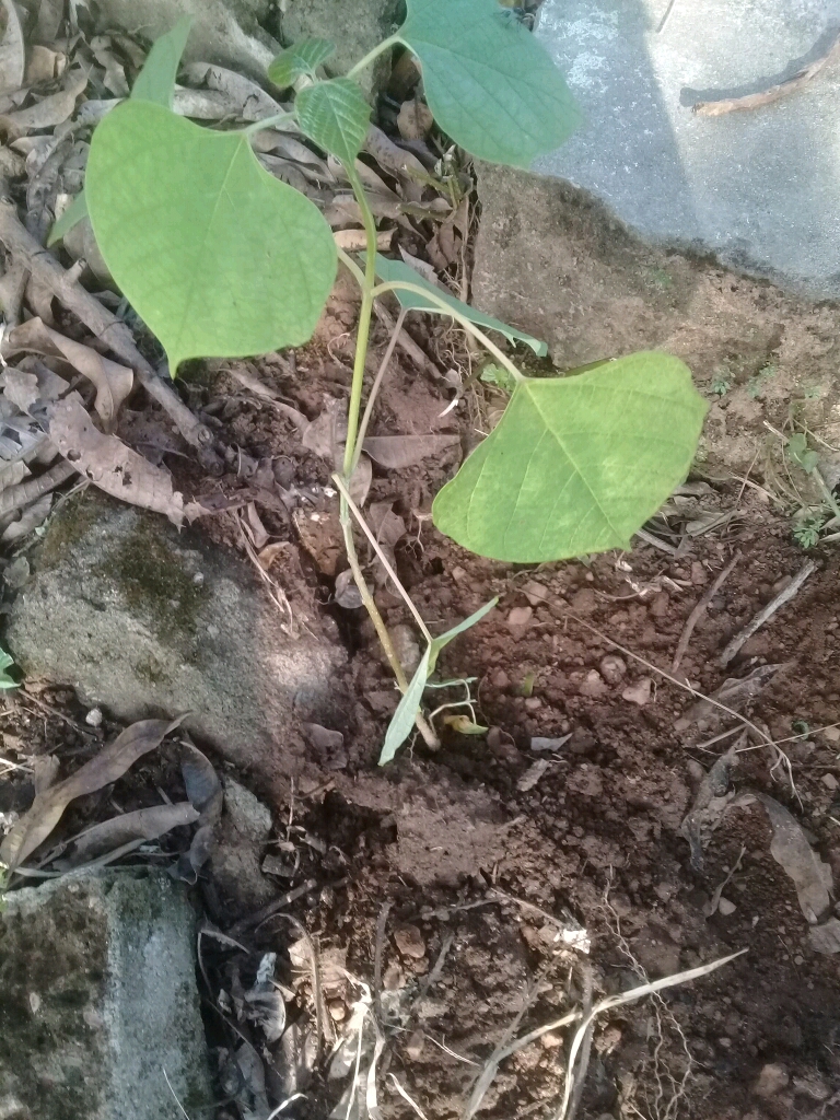 tree
