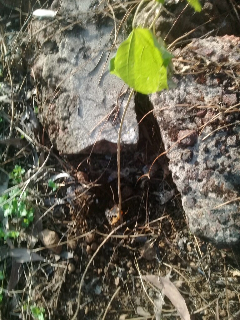 tree