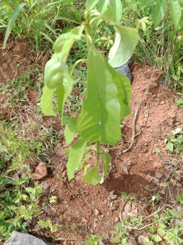 tree