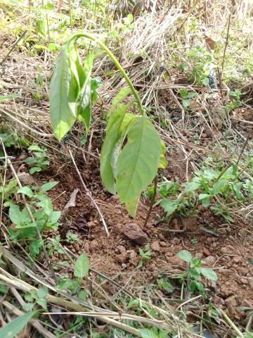 tree