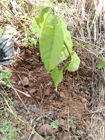 tree
