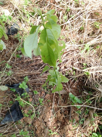 tree