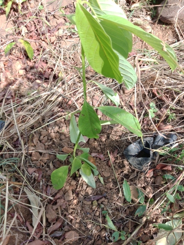 tree
